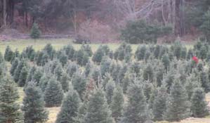 Take a hayride through our Christmas tree fields. Take a hayride through our Christmas tree fields.